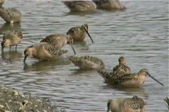 Dowitcher, Long-billed 1_1