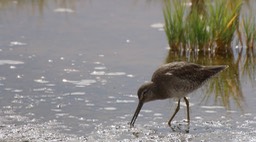 Dowitcher, Long-billed (Oregon) 1