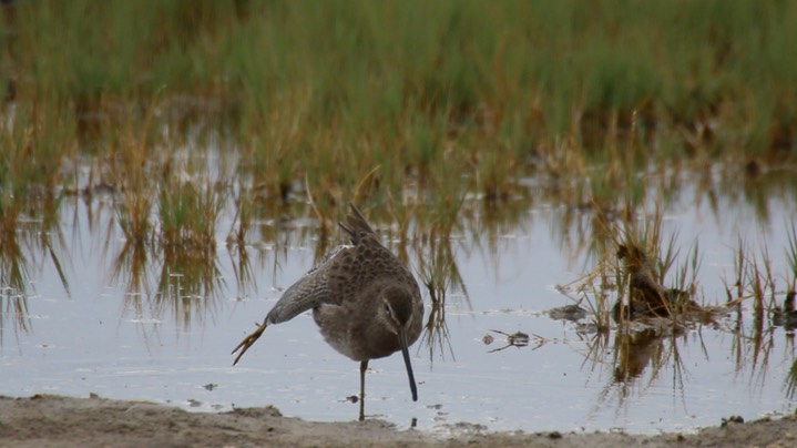 Dowitcher, Long-billed (Oregon) 2