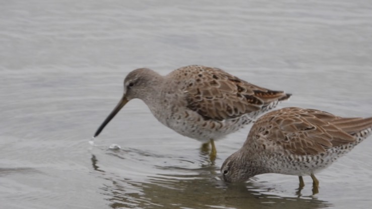 Dowitcher, Short-billed 1