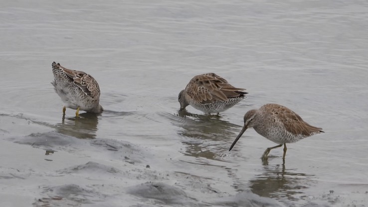 Dowitcher, Short-billed 2