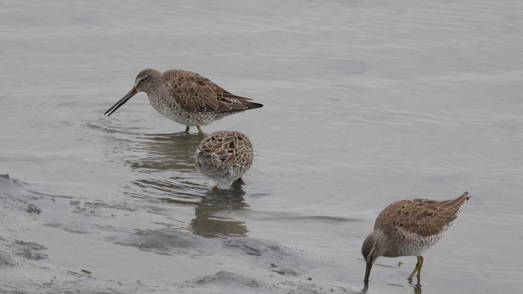 Dowitcher, Short-billed 3