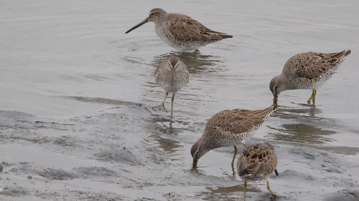 Dowitcher, Short-billed 4