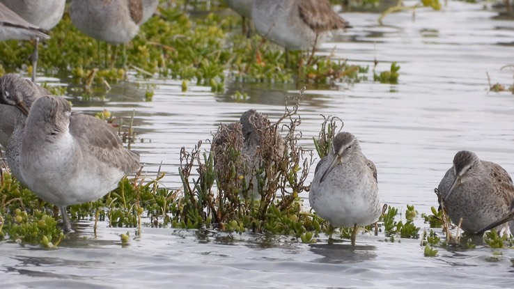 Dowitcher, Short-billed 5