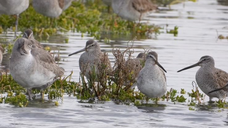 Dowitcher, Short-billed 6