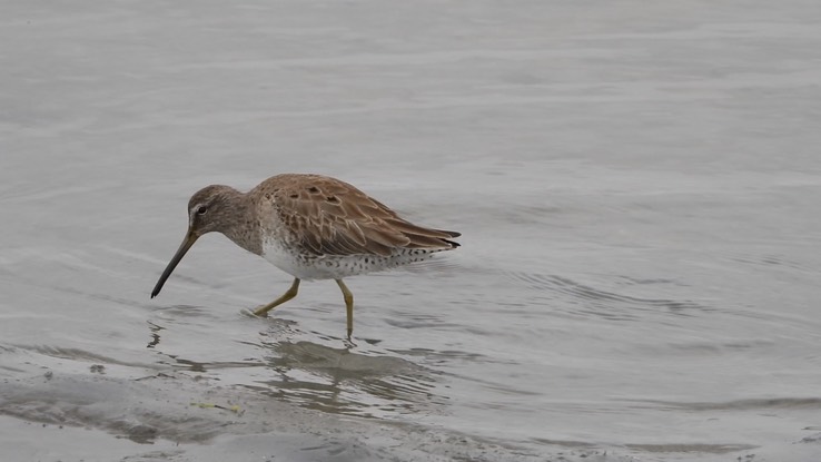 Dowitcher, Short-billed 8