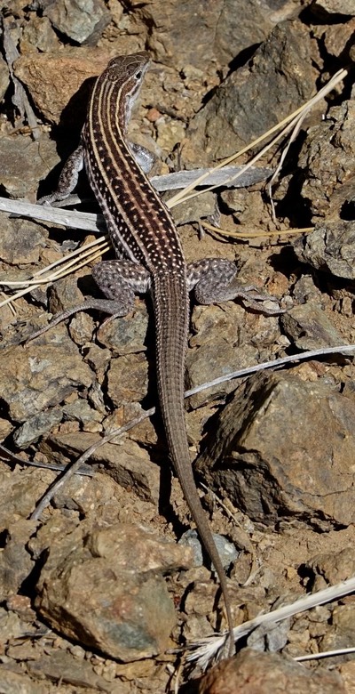 Whiptail, Chihuanuan Spotted