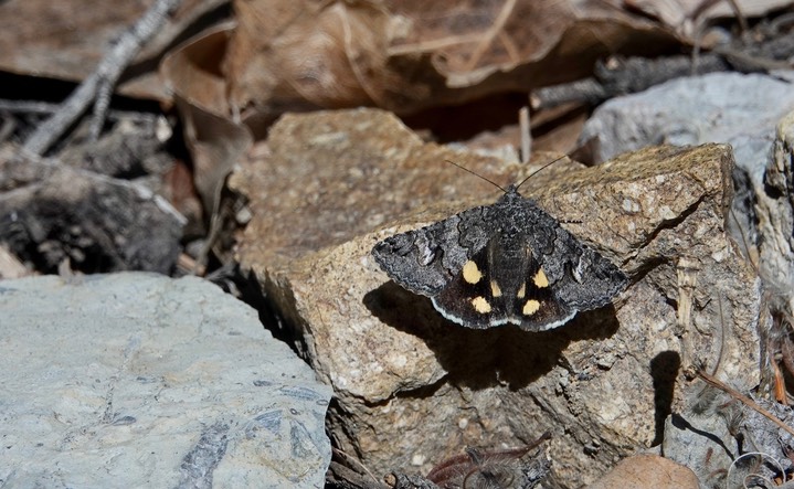 Litocala Moth - Litocala sexsignata