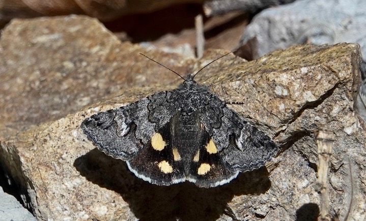 Litocala Moth - Litocala sexsignata