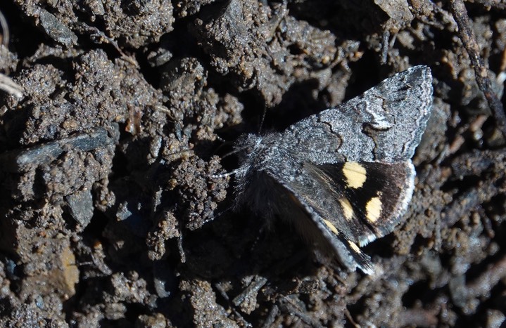 Litocala Moth - Litocala sexsignata