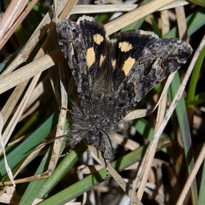 Litocala Moth - Litocala sexsignata