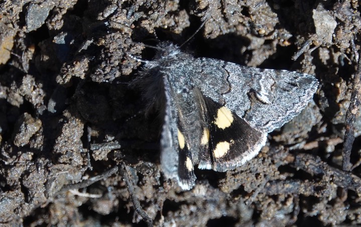 Litocala Moth - Litocala sexsignata