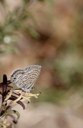 Marine Blue - Leptotes marina