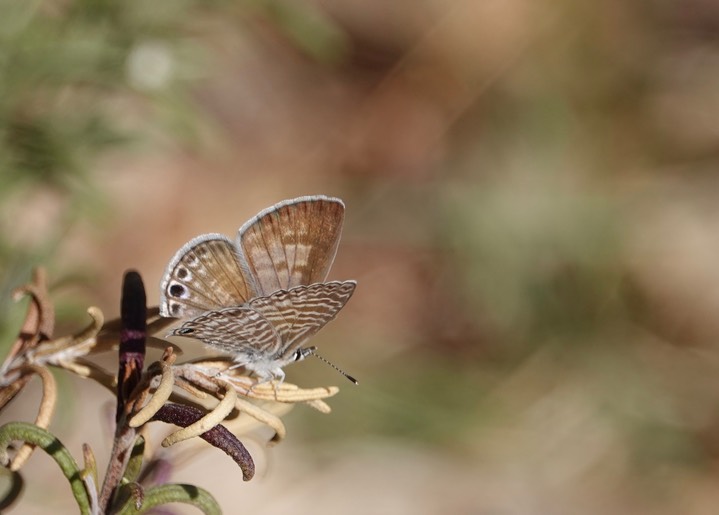 Marine Blue - Leptotes marina