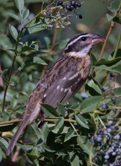 Grosbeak, Black-headed