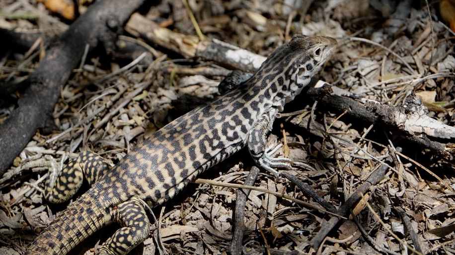 Whiptail, Marbled2