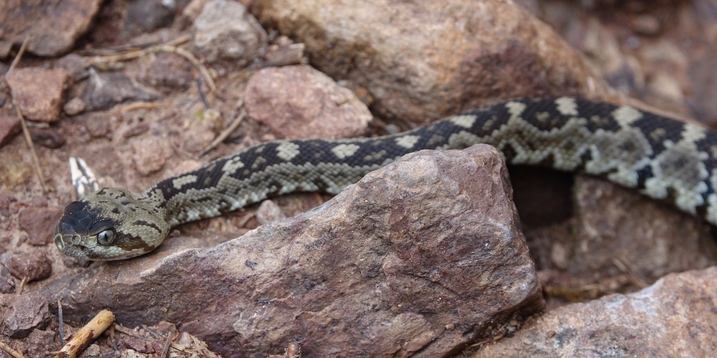 Rattlesnake, Black-tailed4