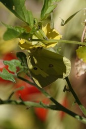 Colias cesonia, Southern Dogface, Hillsboro