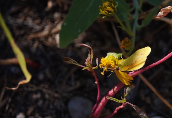 Colias eurytheme, Orange Sulphur, Hillsboro