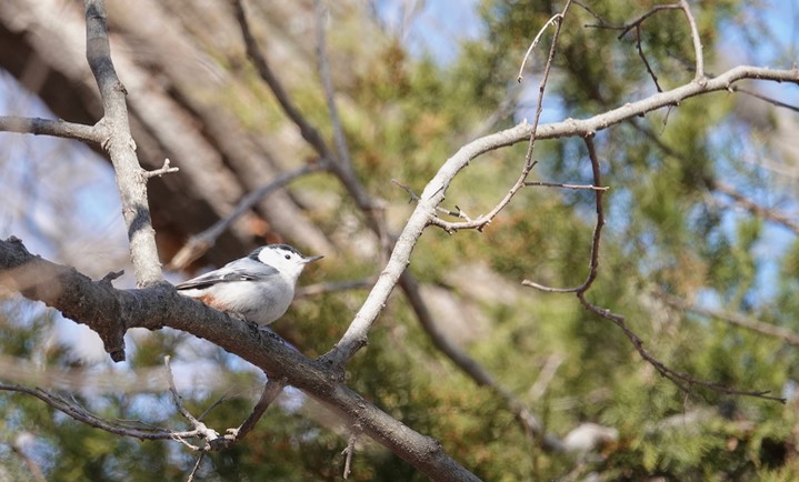 White-breasted Nuthatch, Sitta carolinensis, Kansas