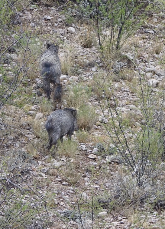 Javelina - Lake Valley Area, south of Hillsboro, west of Hwy 27