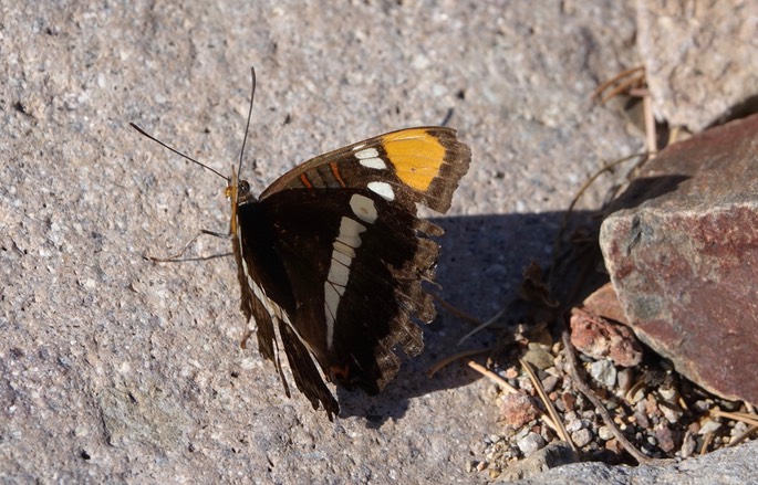 Adelpha eulalia