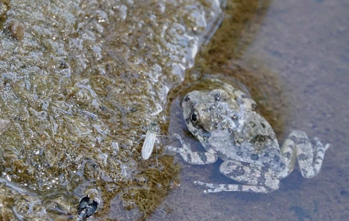 Treefrog, Canyon - Hyla arenicolor