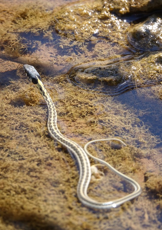 Garter Snake, Blackneck