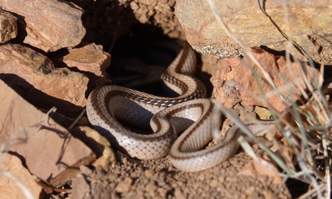 Patchnose Snake, Mountain - Salvadora Grahamiae