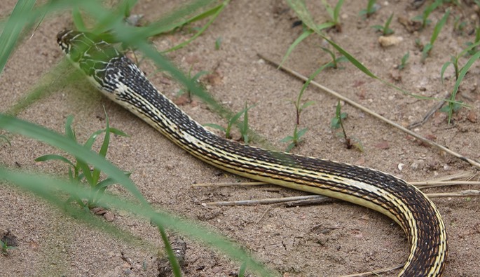 Coluber taeniatus taeniatus - Desert Striped Whipsnake - Percha Box, East of Hillsboro, NM