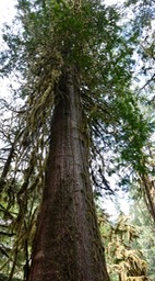 Olympic National Forest, Washington, Skokomish River Area