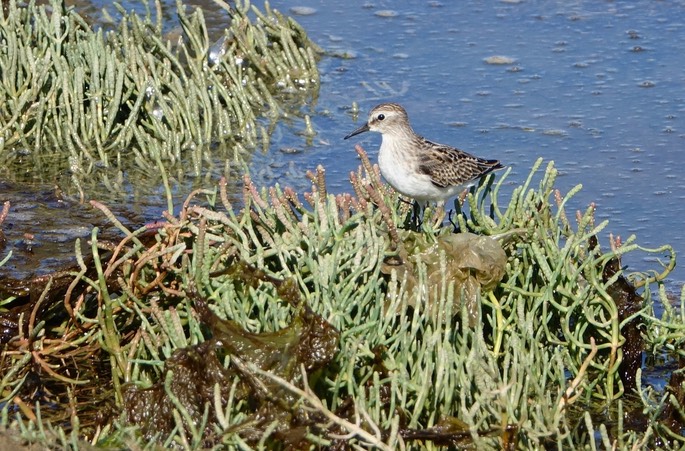 Calidris minutilla, Least Sandpiper, Nisqually National Wildlife Refuge, Washington