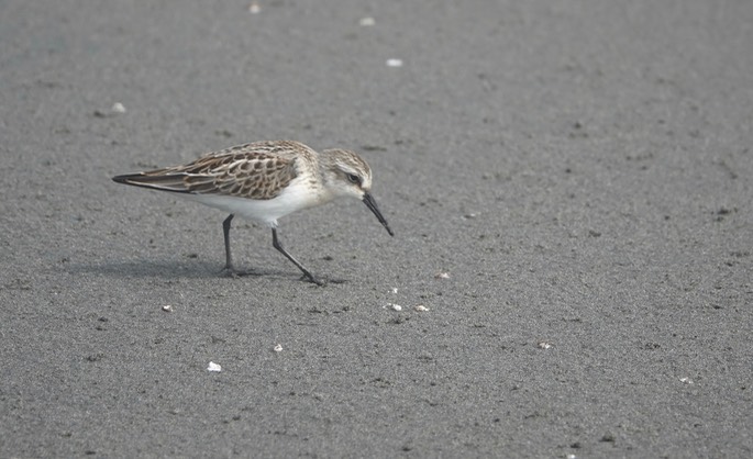 Calidris mauri - Western Sandpiper