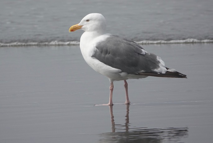 Larus occidentalis - Western Gull