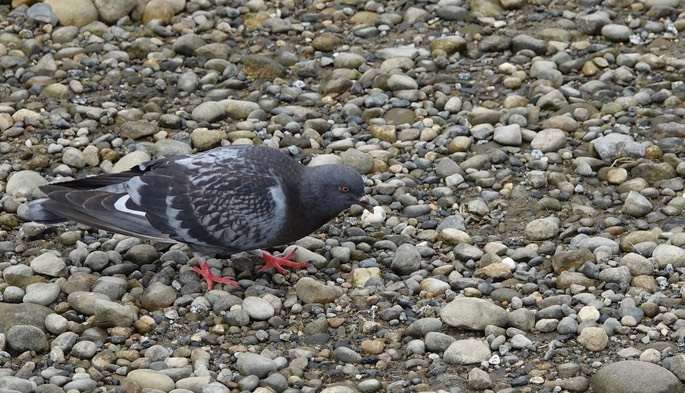 Columba livia - Rock Pigeon