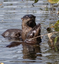 River Otter, Olympia, Washington