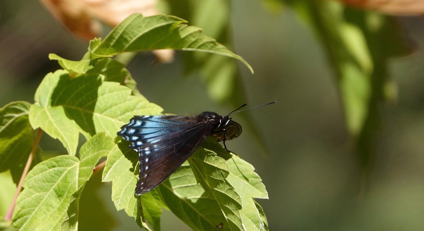 Limenitis arthemis, Red-spotted Purple, Mineral Creek, East side of the Black Range