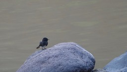 Phoebe, Black - Sayornis nigricans - Urique, Along the Urique River, Chihuahua, MX - Copper Canyon