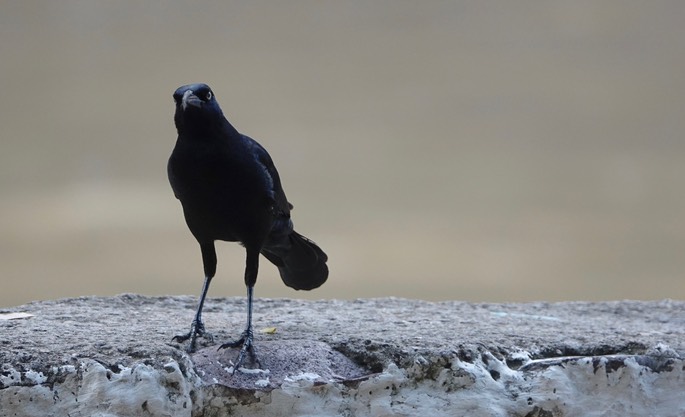 Grackle, Great-tailed - Quiscalus mexicanus - Urique, Along the Urique River, Chihuahua, MX - Copper Canyon