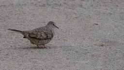 Dove, Inca - Columbina inca - Urique, Along the Urique River, Chihuahua, MX - Copper Canyon