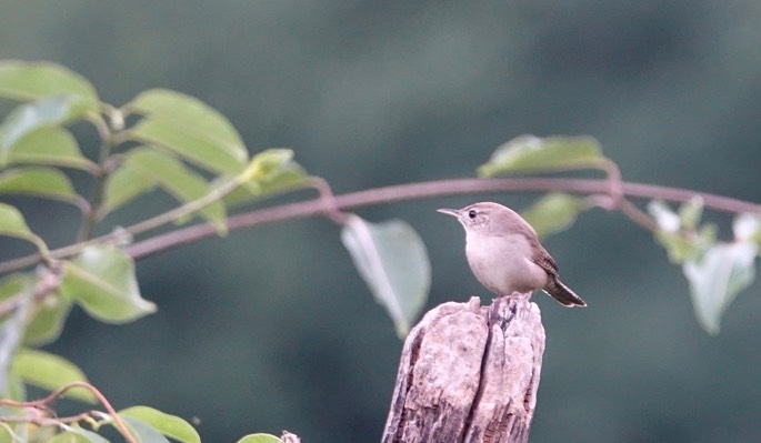 Wren, Northern House - Troglodytes aedon - Urique, Along the Urique River, Chihuahua, MX - Copper Canyon