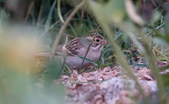 Sparrrow, Clay-colored - Spizella pallida - Urique, Along the Urique River, Chihuahua, MX - Copper Canyon