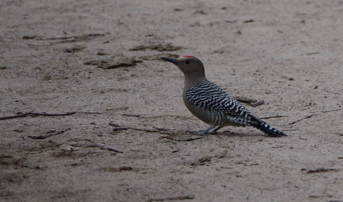 Woodpecker, Gila - Centurus uropygialis - Urique, Along the Urique River, Chihuahua, MX - Copper Canyon