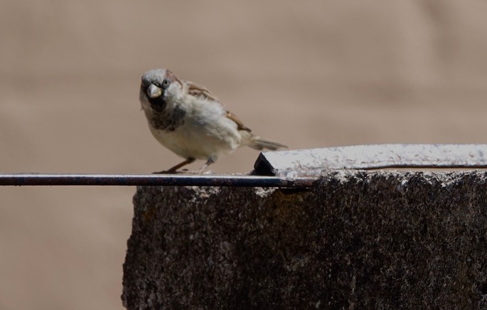 Sparrow, House - Passer domesticus - Cerocahui, Mexico - San Francisco Javier de Cerocahui, Founded in 1680