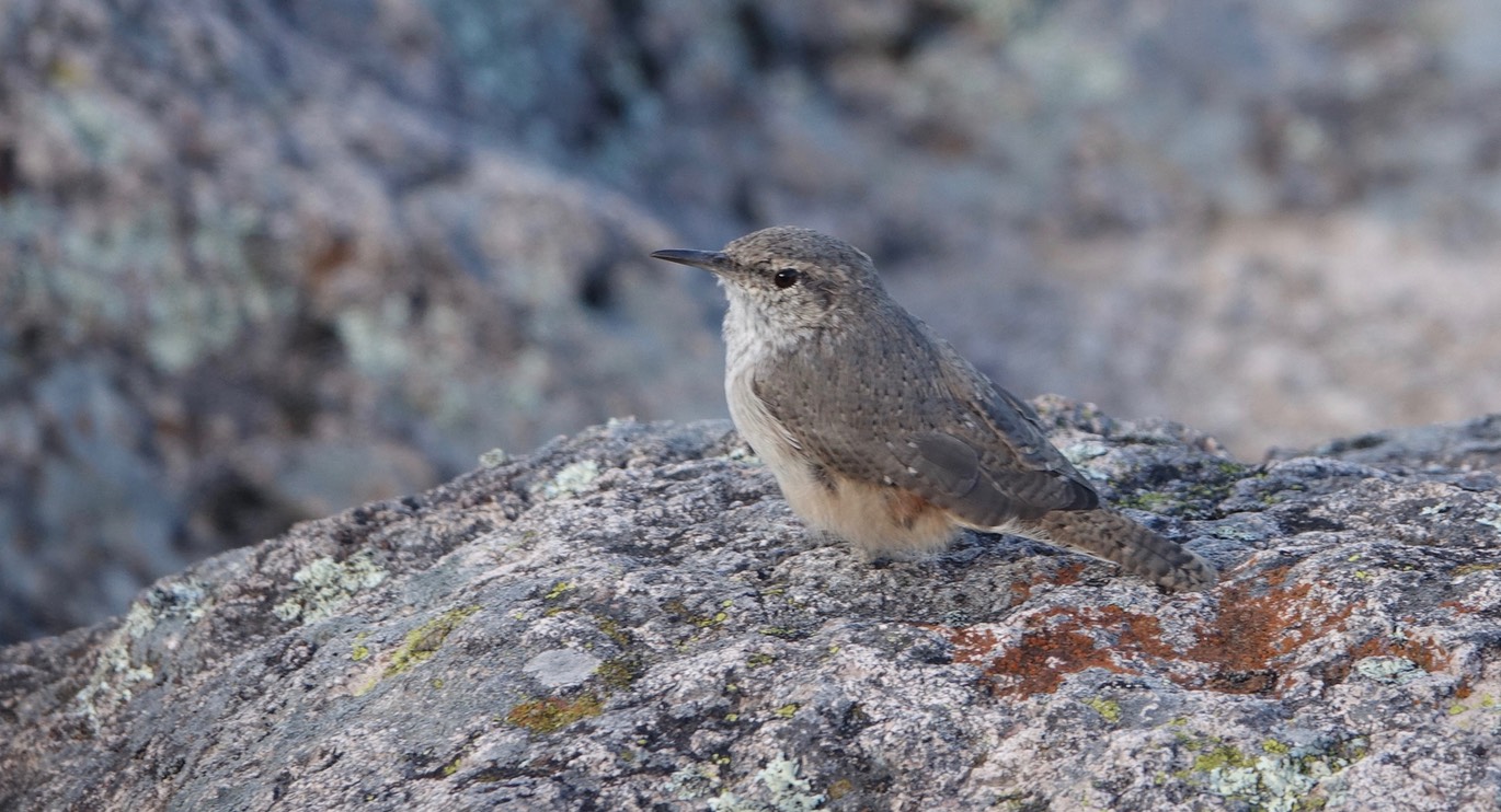 Wren, Rock - Salpinctes obsoluetus - San Ignacio de Arareco San Ignacio Mission Chihuahua, Mexico