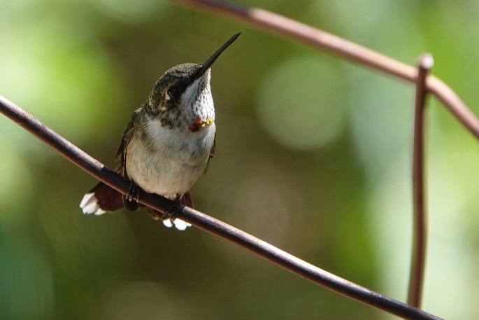 Hummingbird, Calliope - Stellula calliope - Southwestern Research Station, Chiricahua Mountains, Arizona