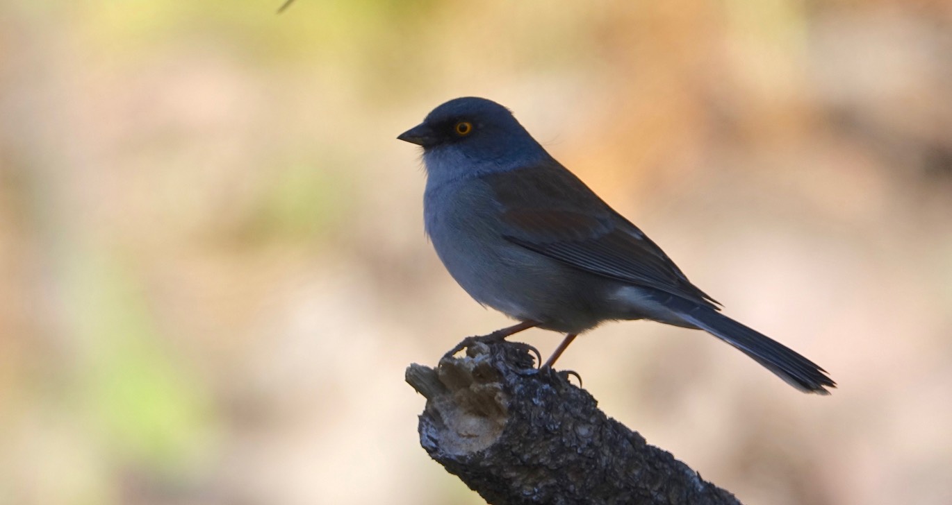 Junco, Yellow-eyed - Rustler Park, Chiricahua Mountains