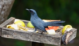 Blue Mockingbird1