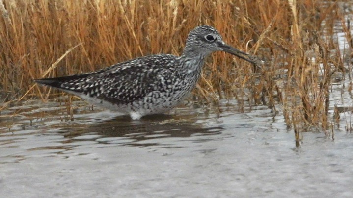 Quivera NWR, Kansas