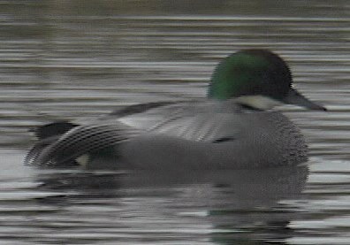 Duck, Falcated 3